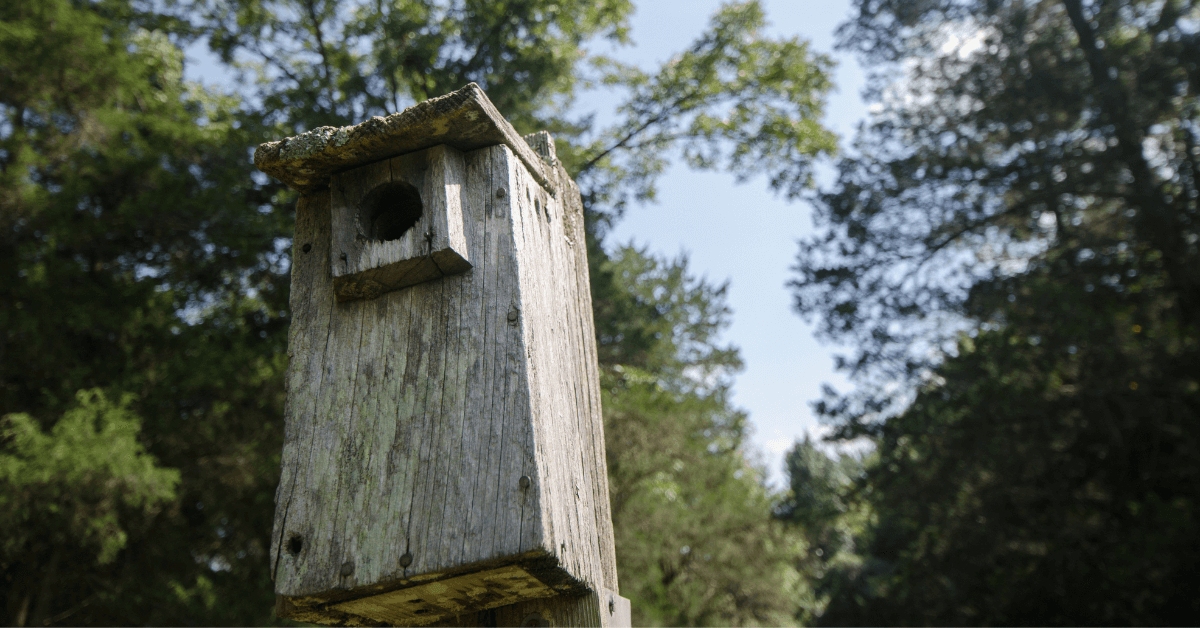 Featured Image for Improve Habitat with Proper Wood Duck Box Placement